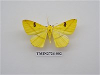 藏品(尺蛾278)的圖片